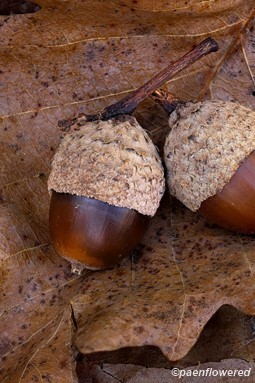 acorns